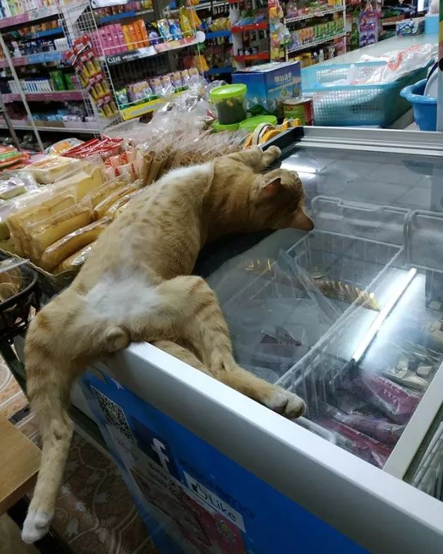 猫的睡姿大不同！？网友：是不同吗？是天壤之别吧！ -3
