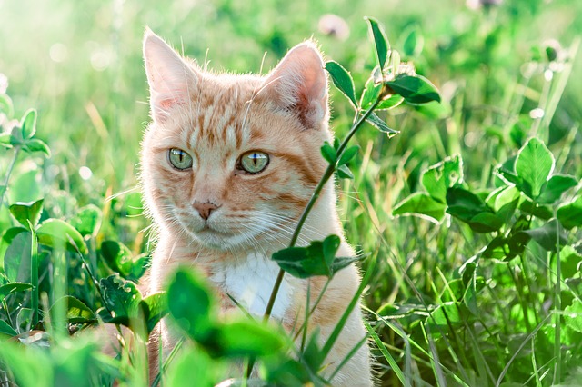 猫咪几个月算成年？猫咪12个月就是真正的成年猫咪了！ -1
