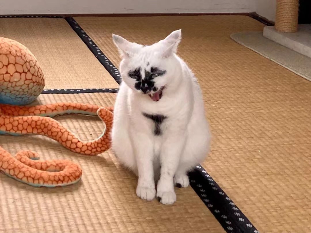 差点被这只长相潦草的猫笑死！ -11