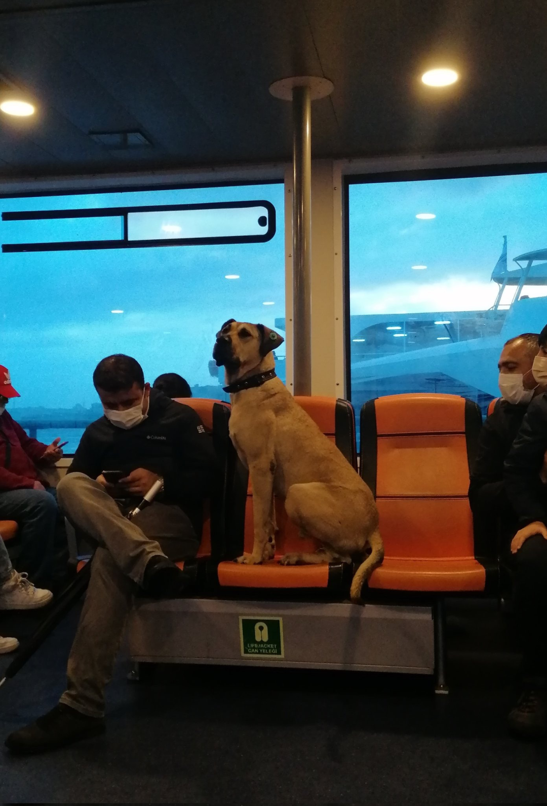 网红工作犬被举报在地铁上拉屎，一查监控：原来是人“拉”的！ -8