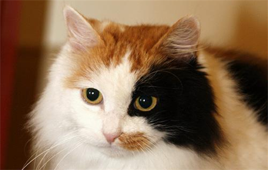 ​怎么辨别是不是土猫？如何区分品种猫和土猫？品种猫和土猫的区别！ -1