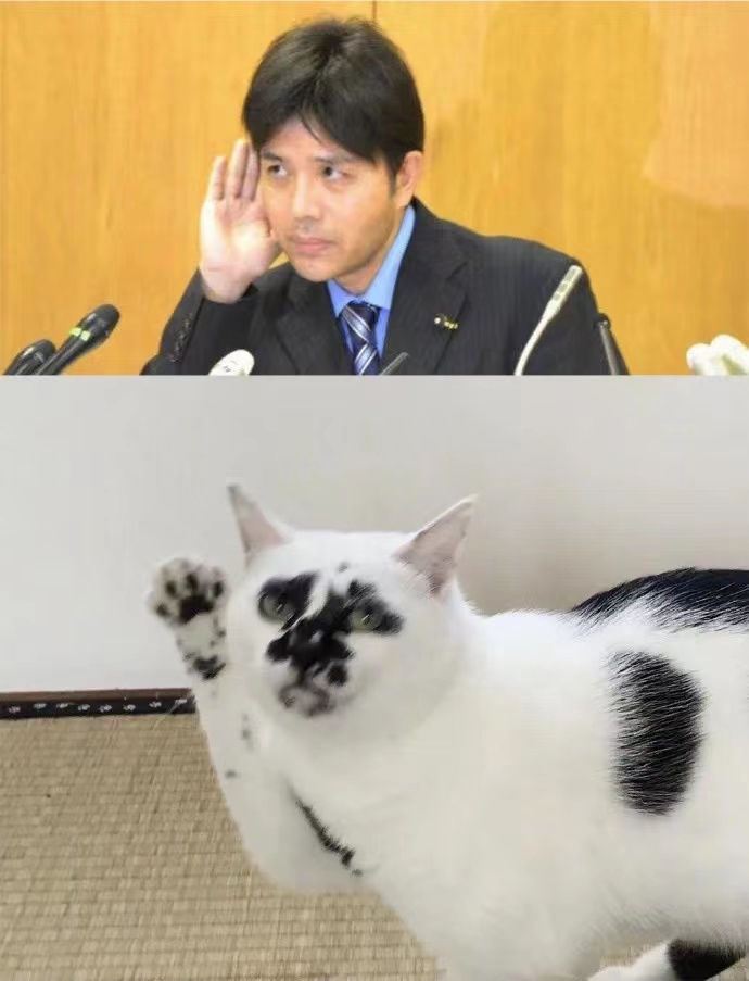 差点被这只长相潦草的猫笑死！ -16