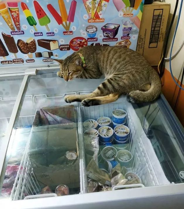 猫的睡姿大不同！？网友：是不同吗？是天壤之别吧！ -2