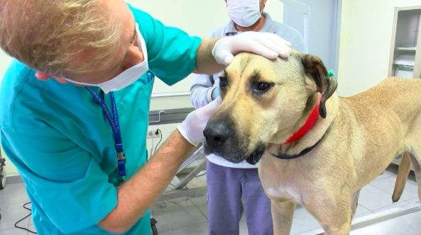 网红工作犬被举报在地铁上拉屎，一查监控：原来是人“拉”的！ -7