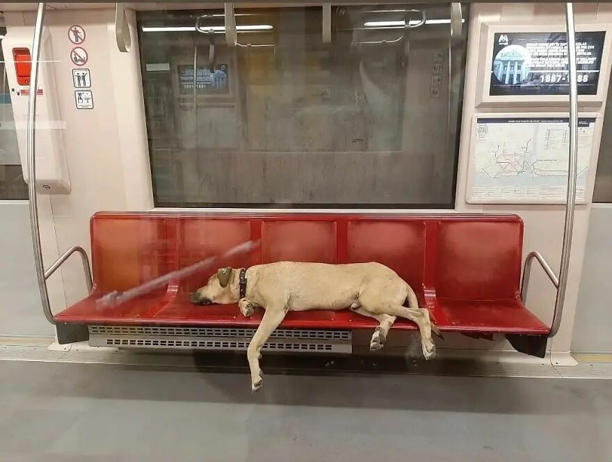 网红工作犬被举报在地铁上拉屎，一查监控：原来是人“拉”的！ -2