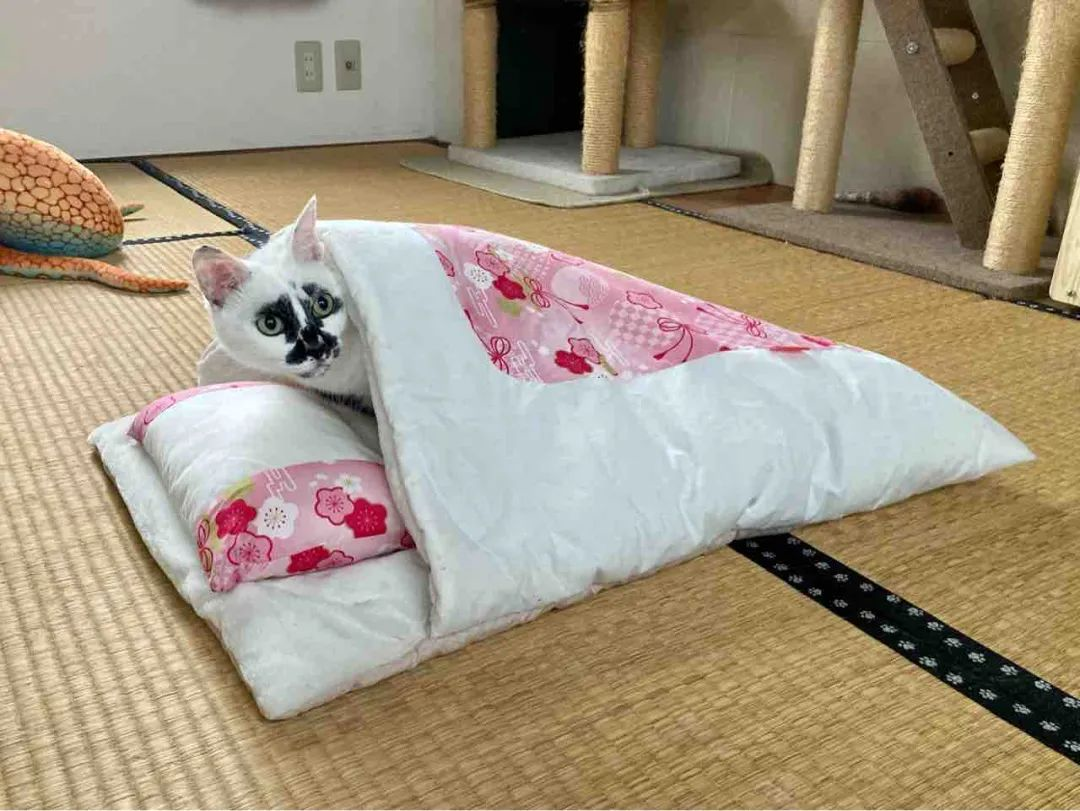 差点被这只长相潦草的猫笑死！ -27