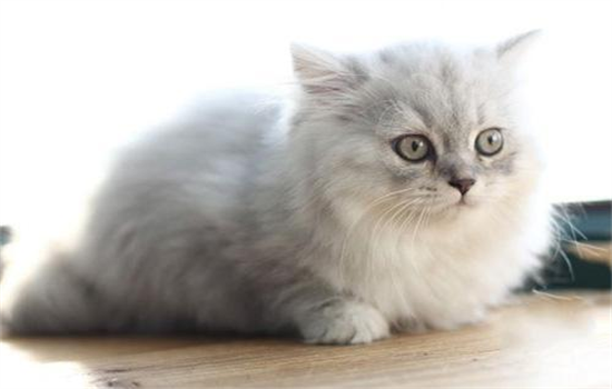 ​银白高地折耳猫是什么品种？银白高地折耳猫有什么特征？ -1