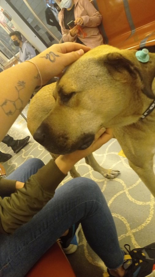 网红工作犬被举报在地铁上拉屎，一查监控：原来是人“拉”的！ -9