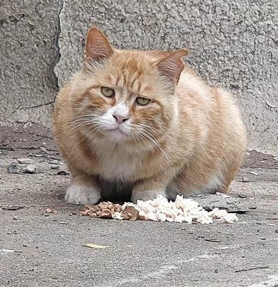 “等外卖的时候,被一只流浪猫碰瓷了…有亿点点可爱!” -3 “等外卖的时候,被一只流浪猫碰瓷了…有亿点点可爱!” -3