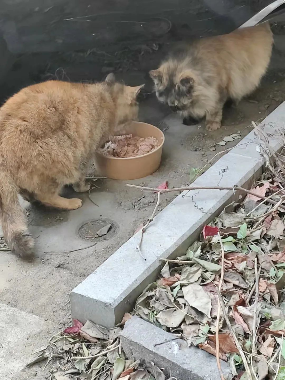 “等外卖的时候,被一只流浪猫碰瓷了…有亿点点可爱!” -9 “等外卖的时候,被一只流浪猫碰瓷了…有亿点点可爱!” -9