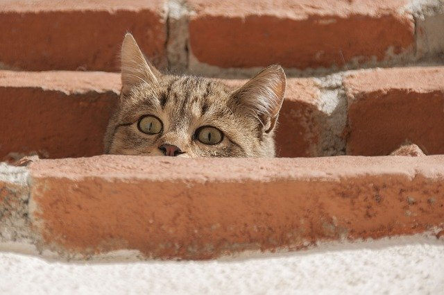 猫咪不埋屎怎样解决？ -1