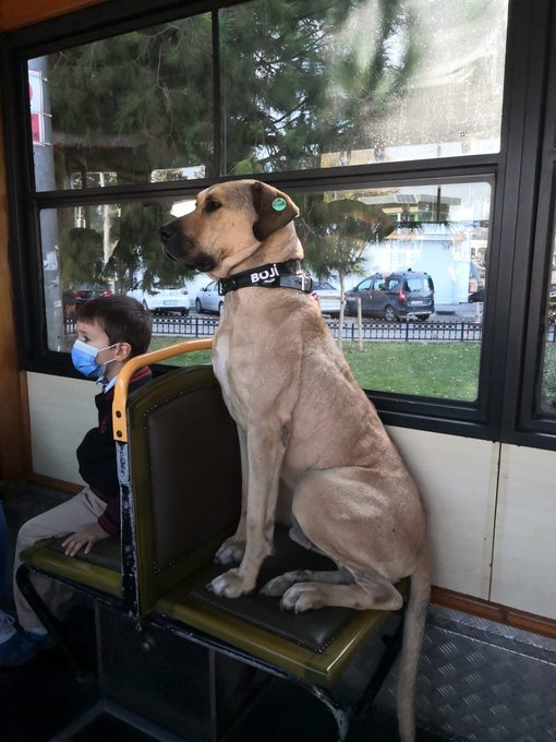 网红工作犬被举报在地铁上拉屎，一查监控：原来是人“拉”的！ -3