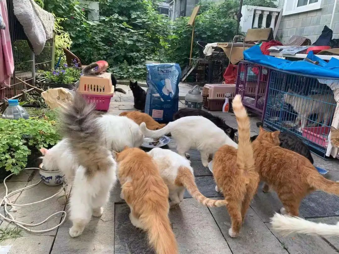 “等外卖的时候,被一只流浪猫碰瓷了…有亿点点可爱!” -4 “等外卖的时候,被一只流浪猫碰瓷了…有亿点点可爱!” -4