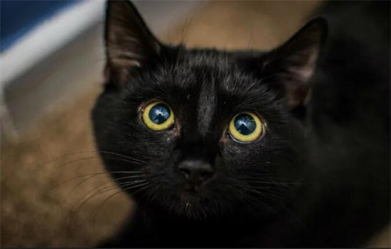 ​纯黑的黑猫是什么品种？黑猫都有什么独特的特点？ -1