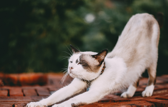 养猫的20个好处 -1